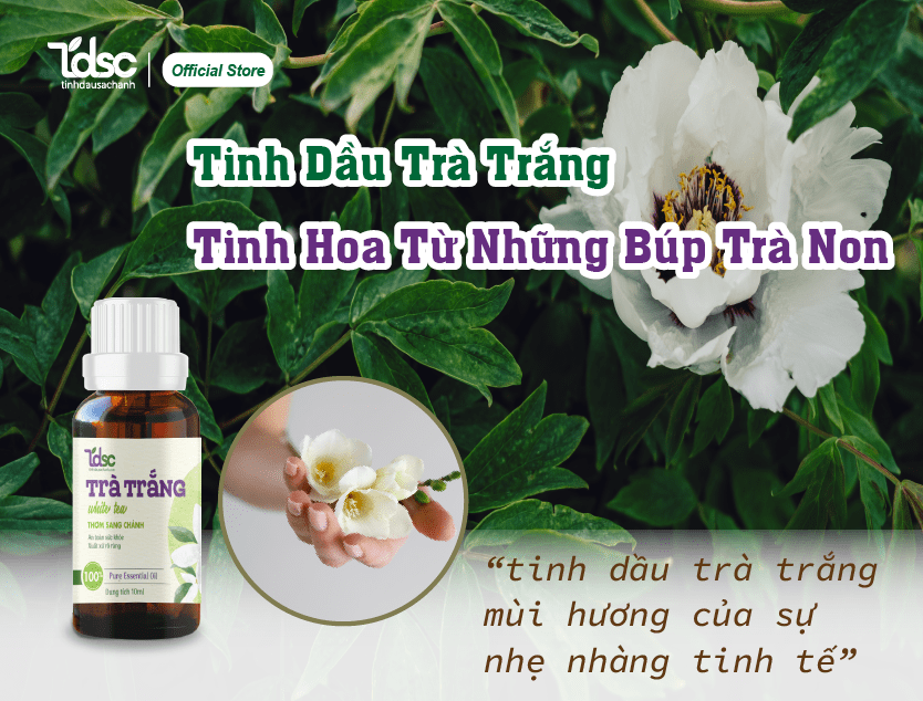 Tinh dầu trà trắng: Tinh hoa từ những búp trà non
