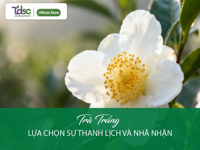 Trà trắng - Lựa chọn tinh khiết dành cho những ai yêu mùi hương thanh lịch và nhã nhặn